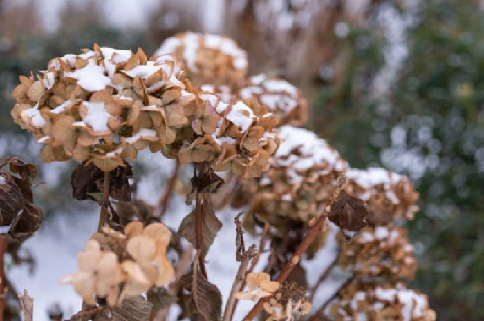 image of hydrangea plant in winters