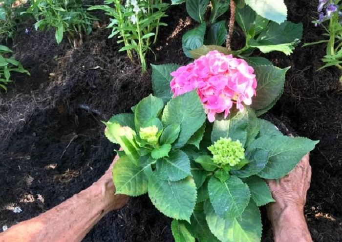 image of healthy leaves of hydrangea plant