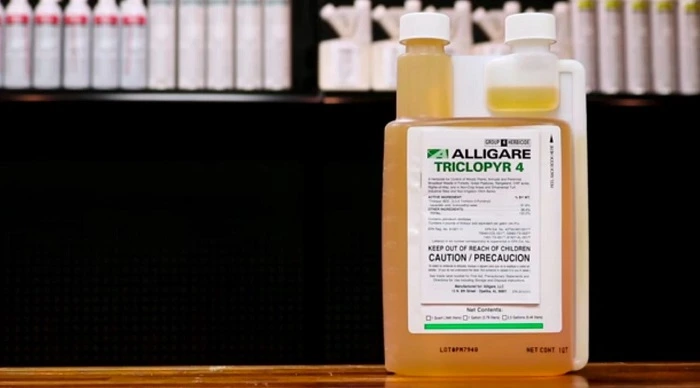 image of triclopyr use to kill horsetail weeds