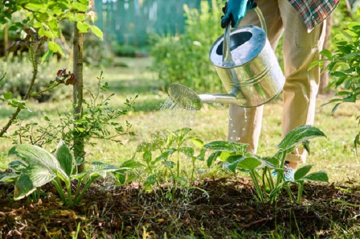 image of watering hydrangea plant