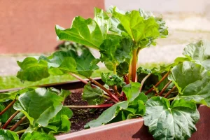 image of Rhubarb