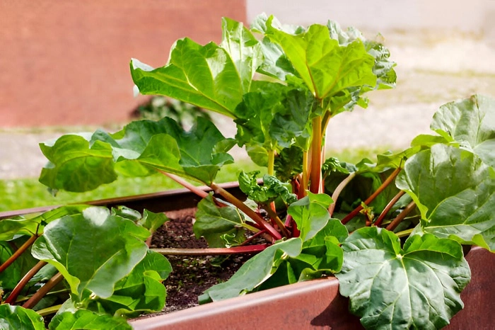 image of Rhubarb