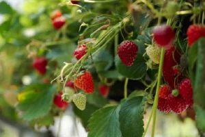 image of strawberry plant