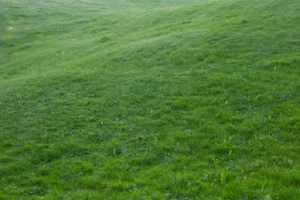 image of lawn depression