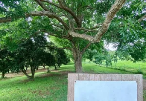 image of a pecan tree