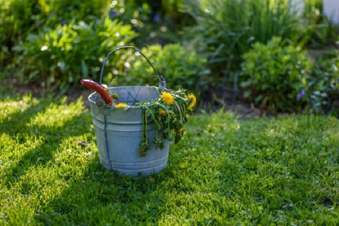 image of removed weeds in a bucket