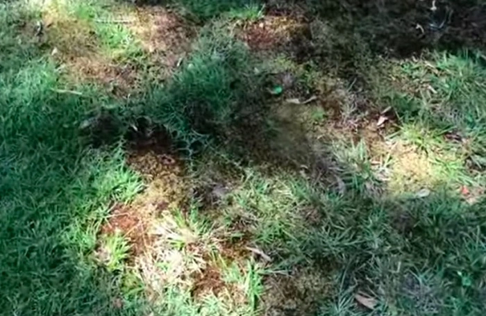 image of thin Centipede grass
