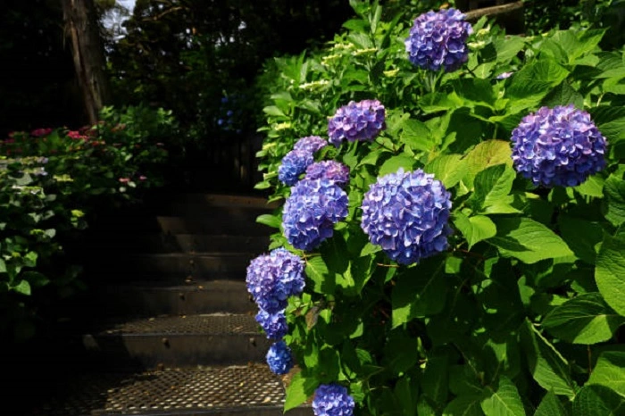 image of hydrangea plant in bright sunlight