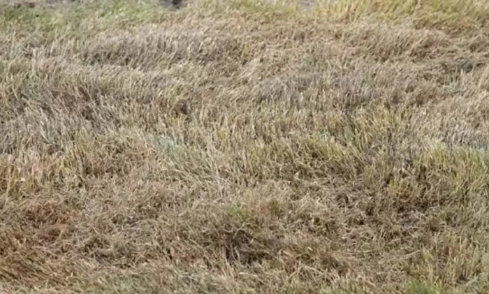 image of dormant buffalo grass