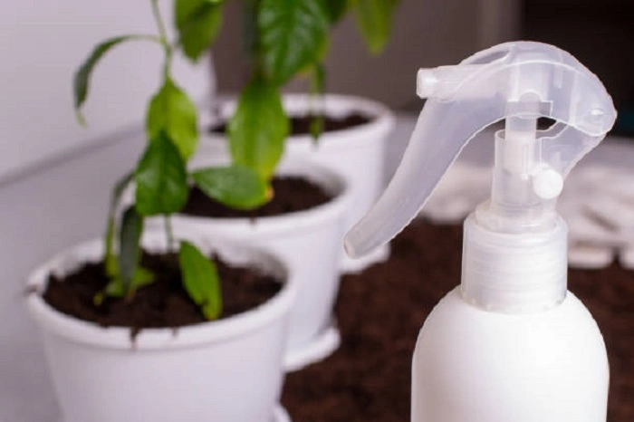 image of zz plant