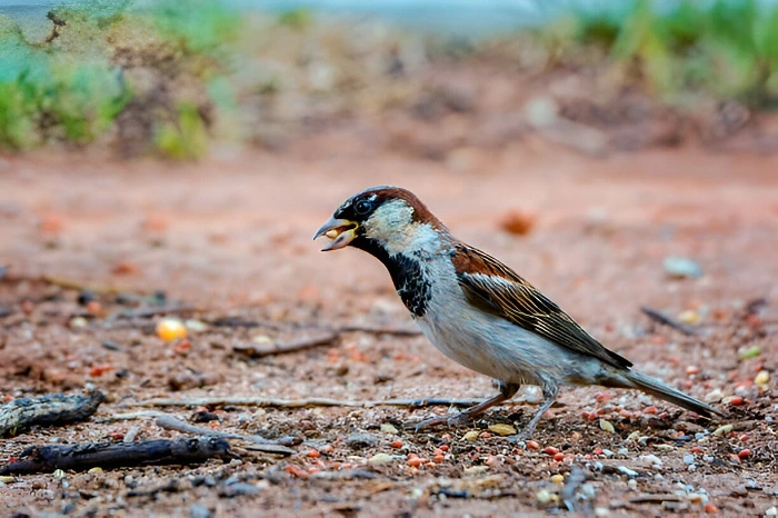 image of a bird eating grass seed