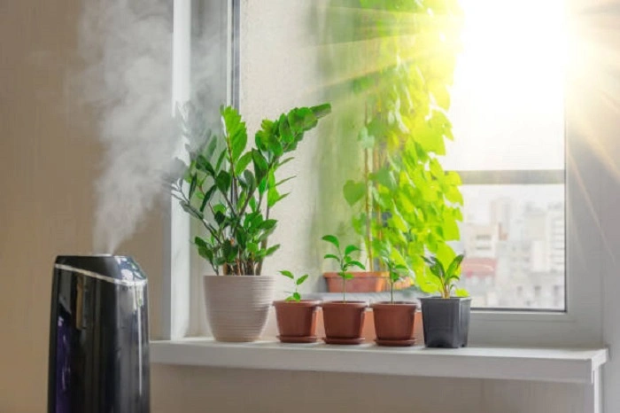 image of zz plant near a humidifier