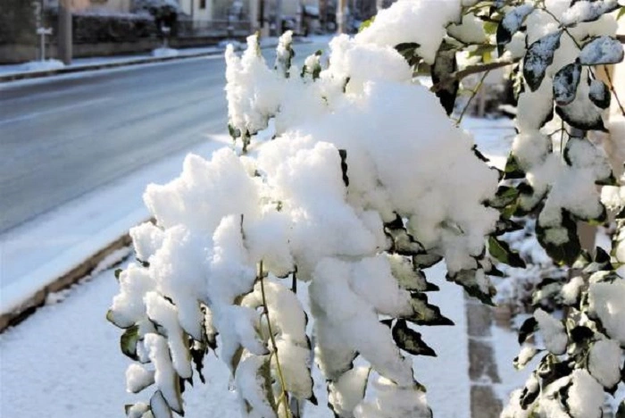 image of zz plant in snow