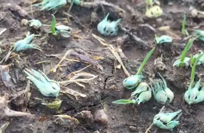image of buffalo grass seed production