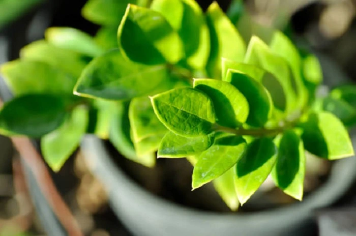 image of zz plant in direct sunlight