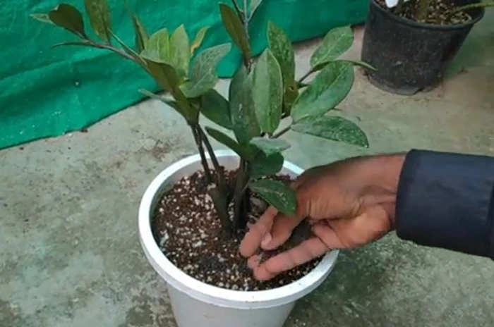 image of adding fertilizer in zz plant