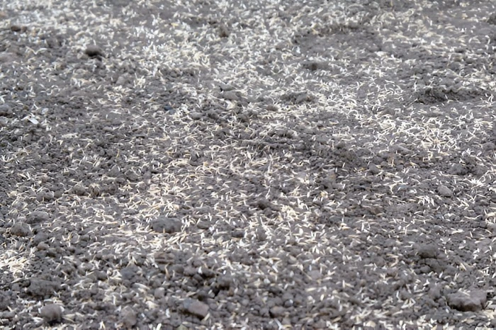 image of grass seeds laying on the top of soil