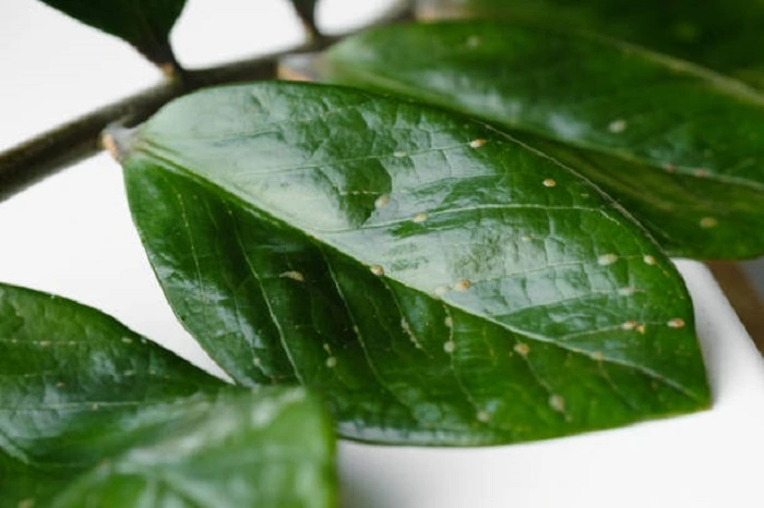 image of pest attack on zz plant leaves