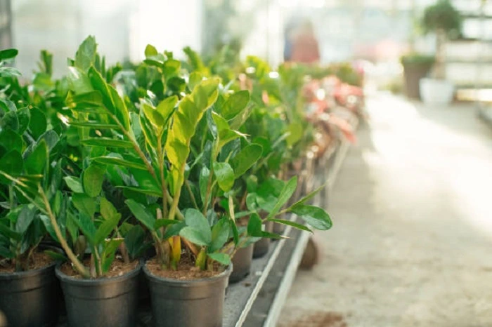 image of zz plant in accurate temperature