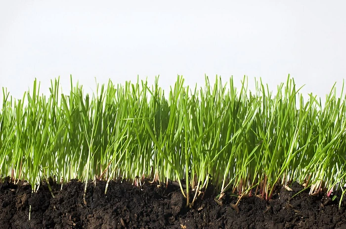 image of grass roots development