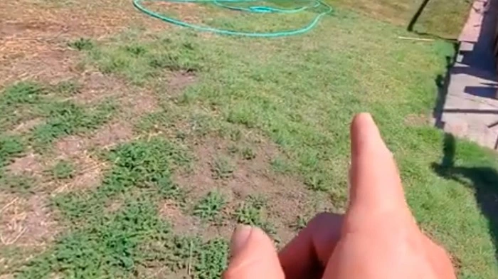 image of slow growth of buffalo grass