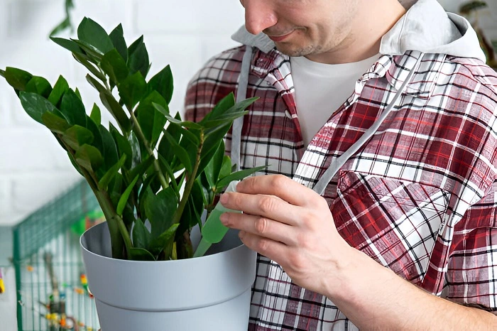 Use Insecticidal Sprays For Prevention