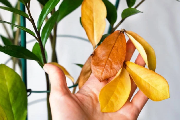 image of yellow leaves of zz plant