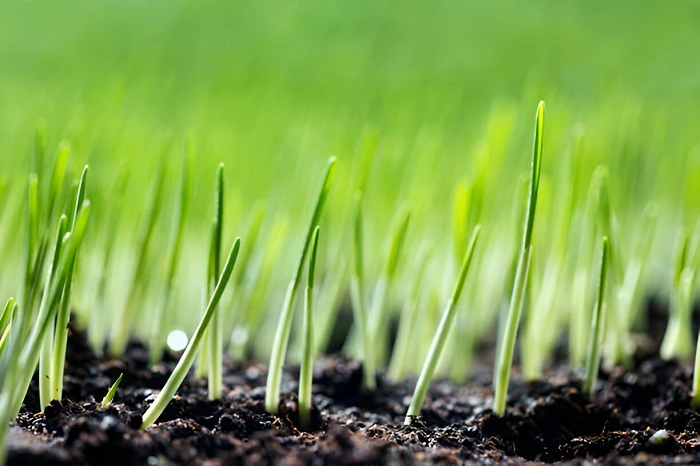 image of grass seedlings