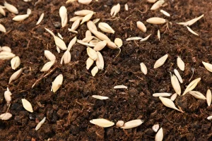 image of grass seeds on top of soil