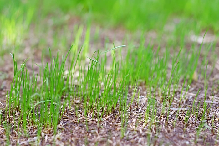 image of grass seedlings