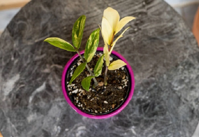 image of yellow-leaved zz plant