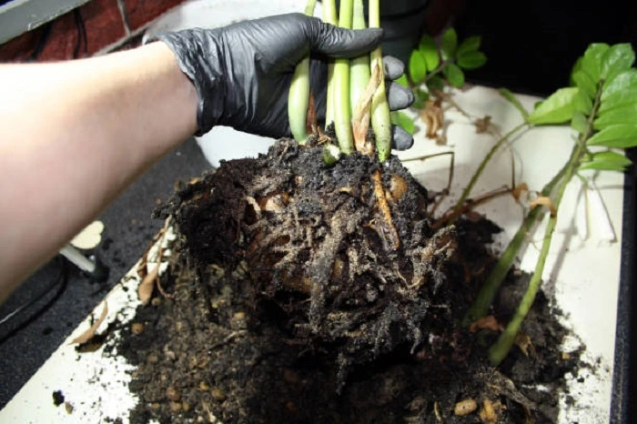 image of rotten roots of zz plant