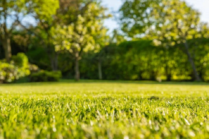 image of lawn grass in sunlight