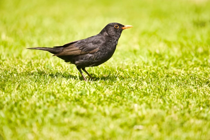 image of a bird in lawn