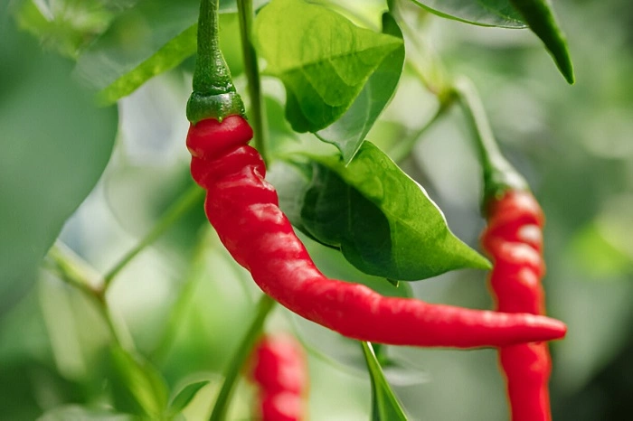 image of cayenne pepper plant