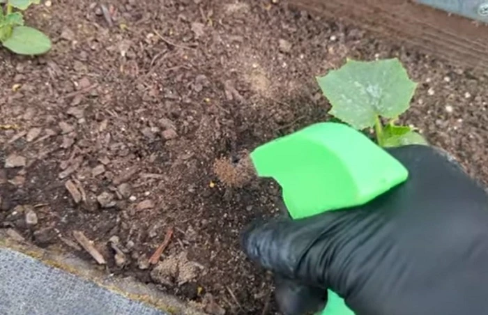 image of spraying cayenne pepper to control pests in yard