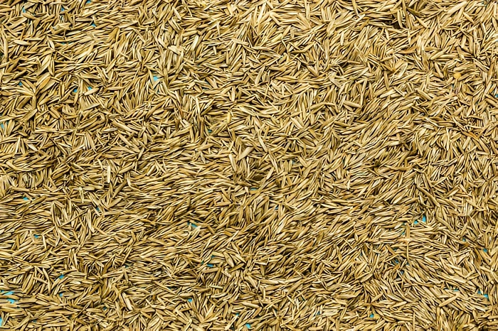 image of grass seeds analysis