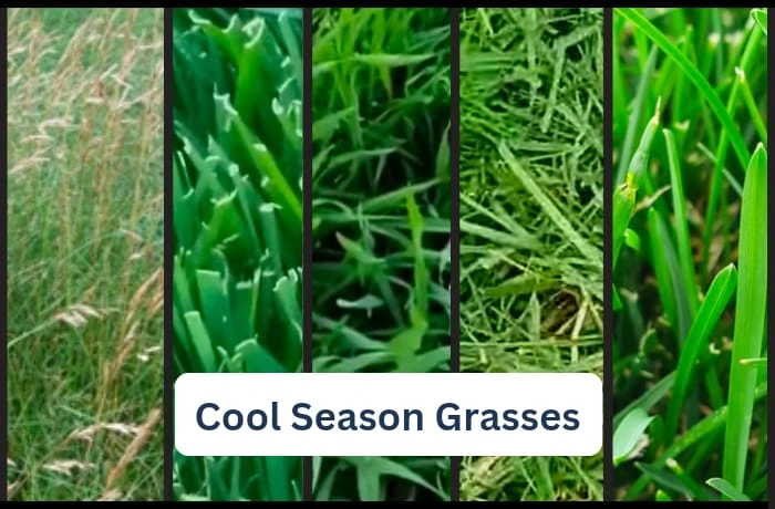 image of cool season grasses
