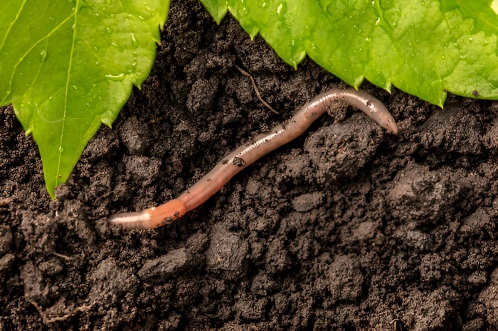 image of earthworm in lawn