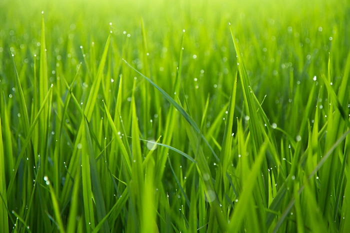 image of grass after rain