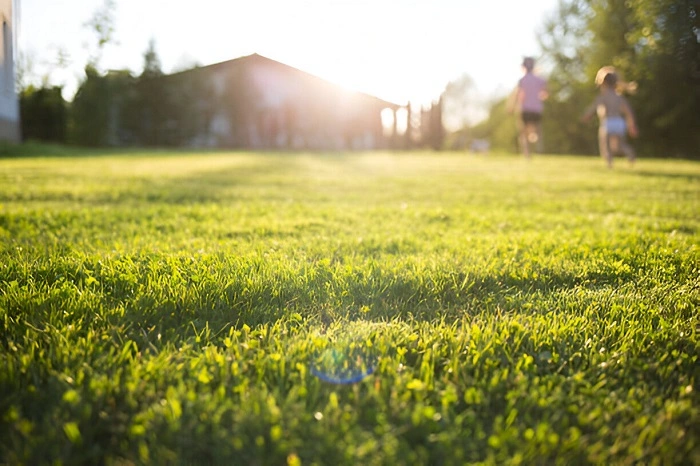 image of lawn grass in sunlight
