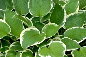 image of hosta plant