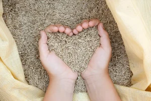 image of grass seeds