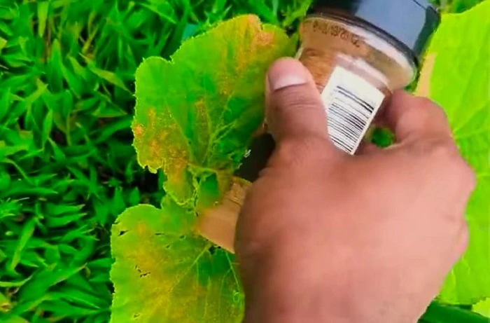 image of sprinkling cayenne pepper on plants to prevent insects