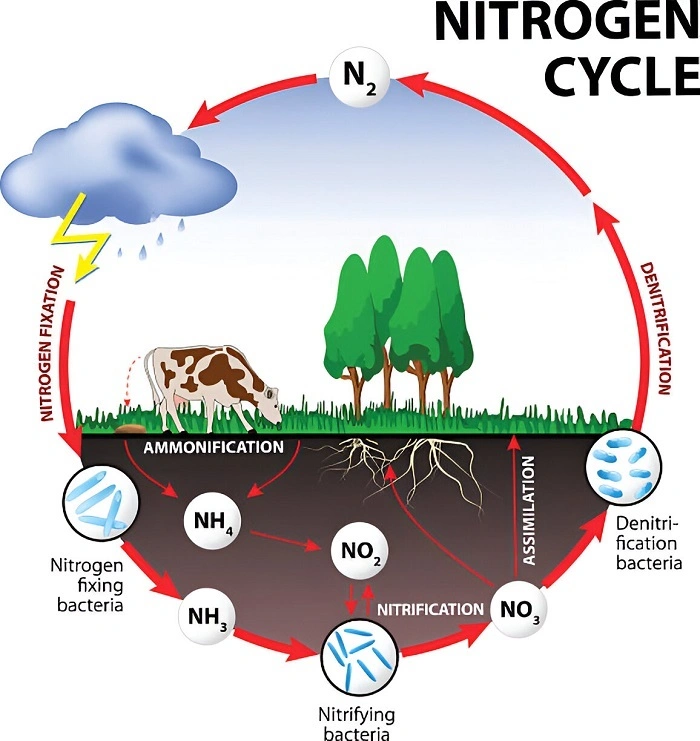 image of nitrogen cycle