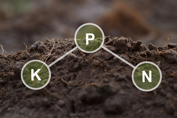 image of essential nutrients 
