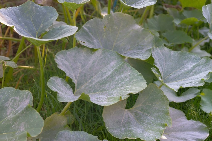 image of pumpkin leaves with powdery mildew attack