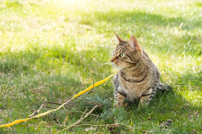 image of a pet cat in a home lawn