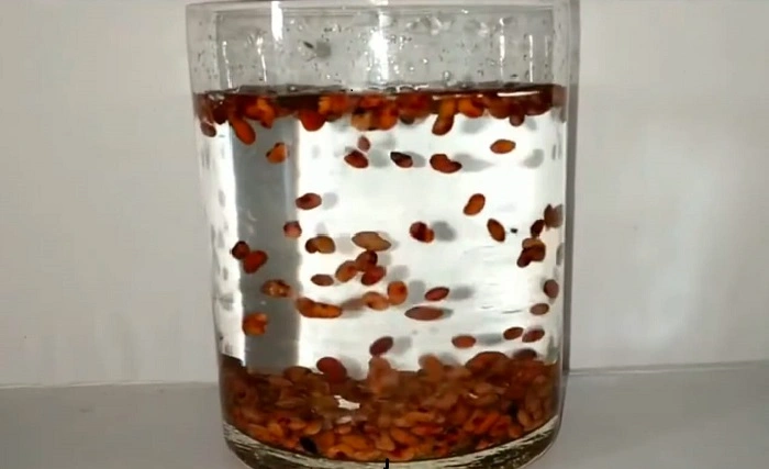 image of checking grass seed viability through water test