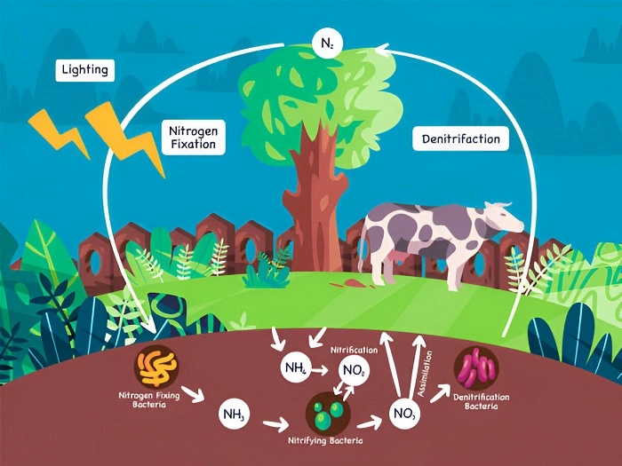 image explaining the role of lightning in providing nitrogen for  grass and soil